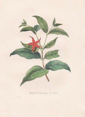 Cameraria Wrightia dubia Lithographie Botanik Van Geel Sertum Botanicum 1829