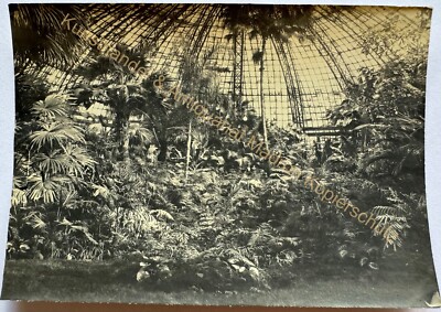 orig. Foto Berlin Charlottenburg 1901 Flora Gelände Palmen Garten