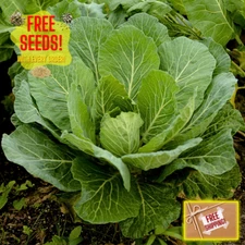Fresh Collard Geens Seeds | Georgia Southern | Heirloom & Non-GMO | Vegetable