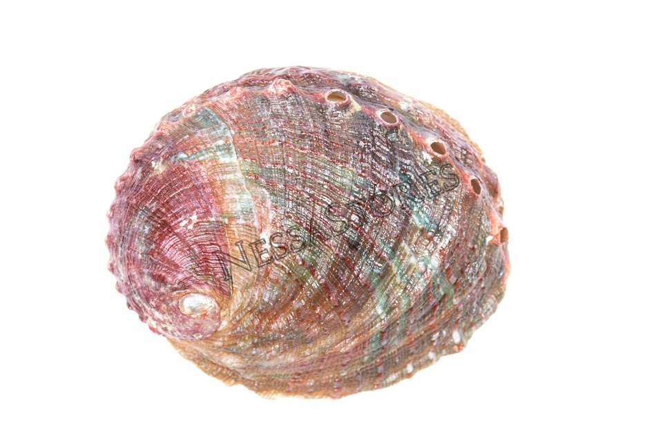 Threaded Abalone Sea Shell One Side Polished Beach Craft 4" - 5" (2 pcs) #JC-155 - Image 3 of 4