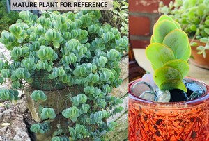 Kalanchoe marnieriana 2 " Coin Christmas String of Cactus ...