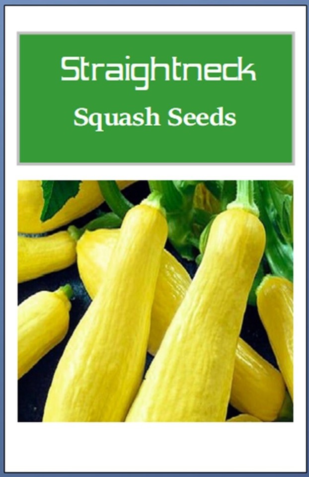 Early Prolific Straightneck Summer Squash (45 Days