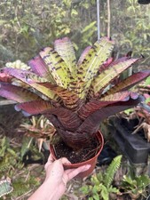 Bromeliad Neoregelia  Barcode  
