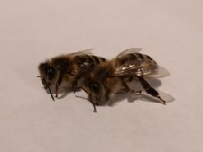 tote Bienen als Lehrobjekt Insekten f&uuml;r den Unterricht Leiche Drohn Biene Honig