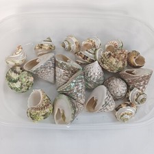 Lot 21 Decorative Assortive Seashells 1" To 2" As Seen In Pictures