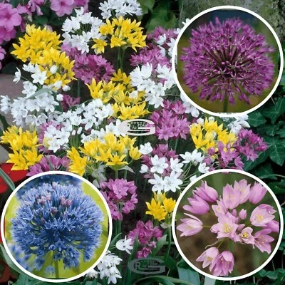 GRAD 30 x Super Mix Allium Firework Wild Garlic Flowers Bulbs Spring Garden Perennial