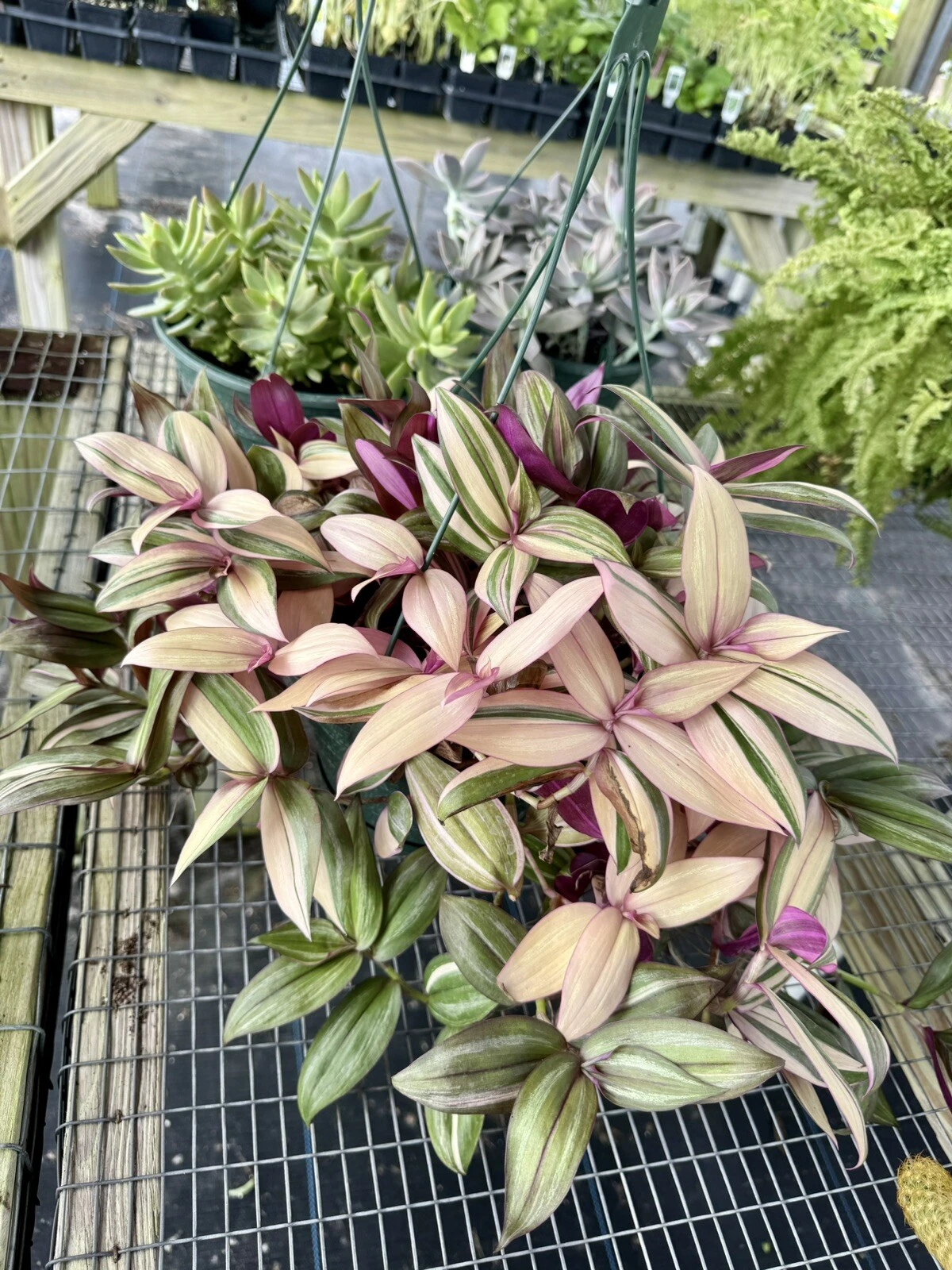 Tradescantia zebrina variegated discolor multicolor