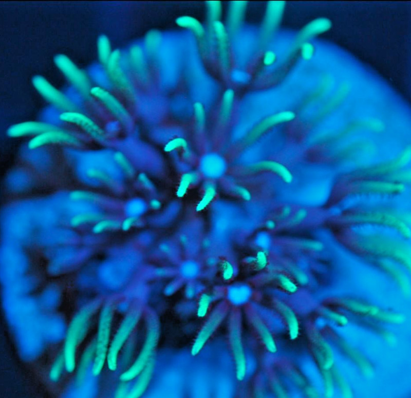Corals of Eden ~ NON WYSIWYG Live Coral ~ Blue Bloods Star Polyp Coral