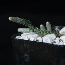 Avonia albissima - 2" pot - Caudiciform