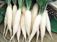 1 oz White Radish Seeds, White Icicle, Bulk Seeds, Heirloom Radish Seed 2750ct
