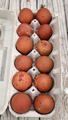    Speckled Black Copper Marans Hatching Eggs   1 dozen   