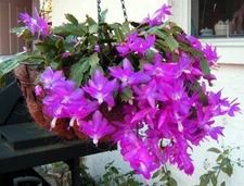 Purple Christmas Cactus - 5-6" tall - 2 Plant in 3" Pot - Holiday Cactus