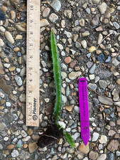 Edgar's Baby Dragon Fruit Hylocereus TC Plant Plug Tree-4-8 inches-Edible Fruit 