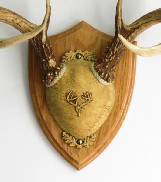 Medium Oak Ultimate Antler Mounting Kit for Deer The Taxidermists