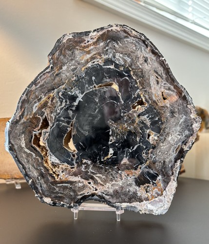 Madagascar Petrified Wood Mirror-Polished Thick Slab, 2.54 lbs.