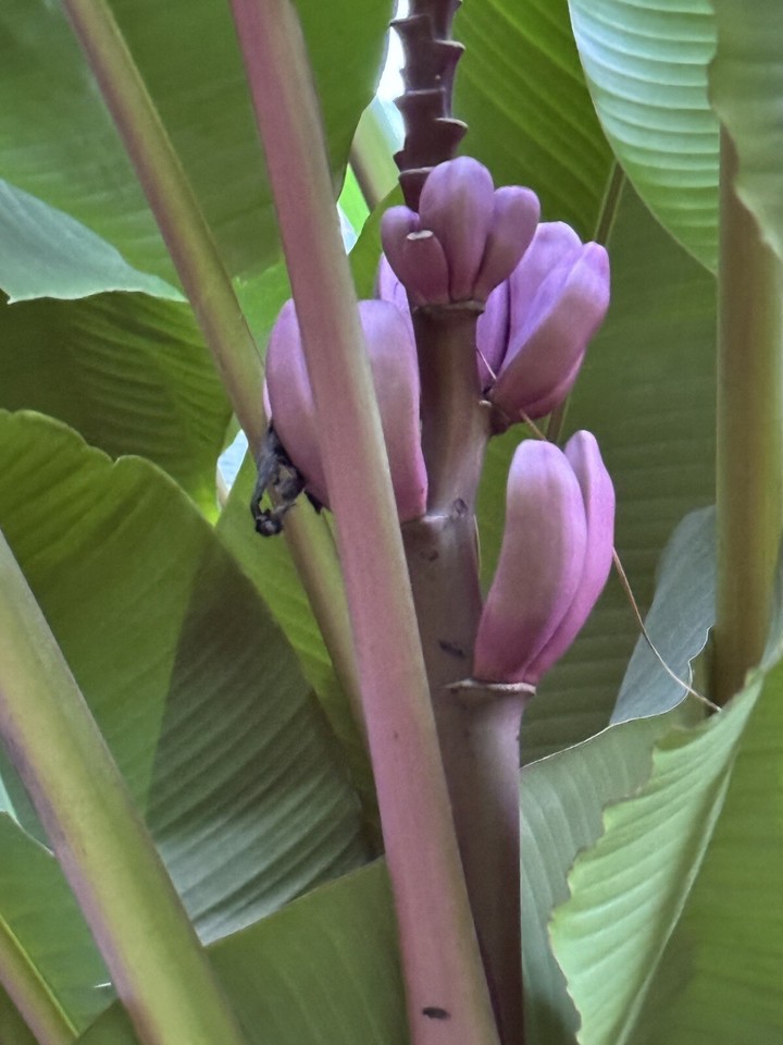 Cold Hardy Hybrid Banana For Zone 7b At Least eBay