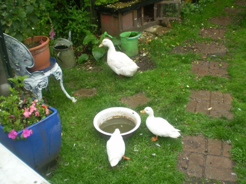 2 ORGANIC NORFOLK PERIWINKLE VINCA MAJOR, SHADE LOVING PLANT - Image 3 of 3
