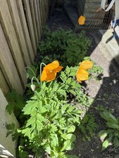 ON HOLIDAY Orange Welsh Poppy  3 bushes £3 out