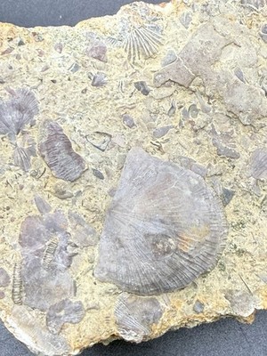 Large Size Sedimentary Rock  Containing Brachiopod Fossils Ohio