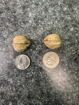 Shagbark Hickory Nuts In Shell/no husk 1 lb; Grade B-2; crafts & wildlife 2024