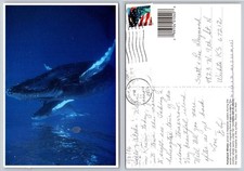 Humpback Whales Hawaii Postcard 2006 Honolulu Postmark Jim Watt Photo