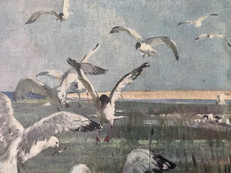 Cuadro artístico enmarcado con impresión vintage de VERNON WARD THE FEEDING GROUND Foto 4 de 4