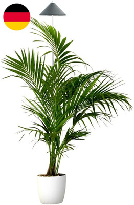 Parus by Venso Sunlite XL LED Vollspektrum Pflanzenlampe Grau 25W Indoor Plants 
