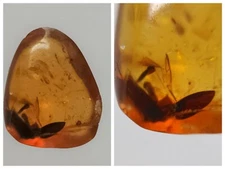 100 MILL. YEARS OLD BURMITE AMBER WITH BEETLE (ABR12/66)