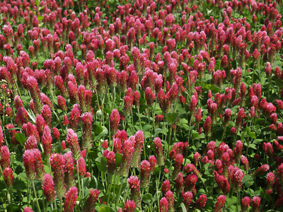 50.000 Samen INKARNATKLEE Trifolium incarnatum Blutklee Rosenklee Klee Bienen