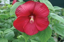 144 HIBISCUS LUNA RED Live Plants Plugs Garden Home Patio Planters AV