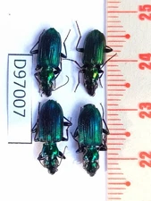 D97007-insects Carabidae from Vietnam North