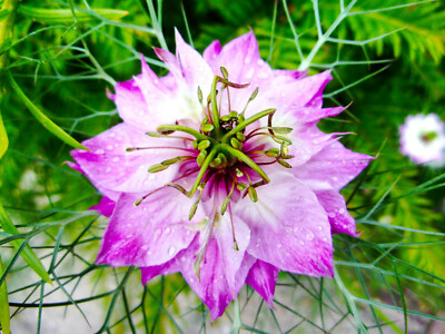 200 Samen Rosa Jungfer Im Grunen Nigella Damascena Bauerngarten Ebay