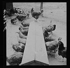 Edward J. Warher Farm,North Haven,Connecticut,CT,Farm Security Admin,FSA,2