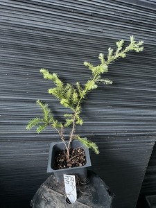 Juniperoides Aurea Chamaecyparis