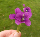 Violet Obliqua Plant Red Giant Rose Red Flowers Viola Perennial Shade Woodland