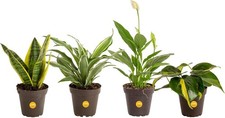 Live Indoor House Plants 4-Pack , Hand Selected Easy to Maintain Indoor Asso...