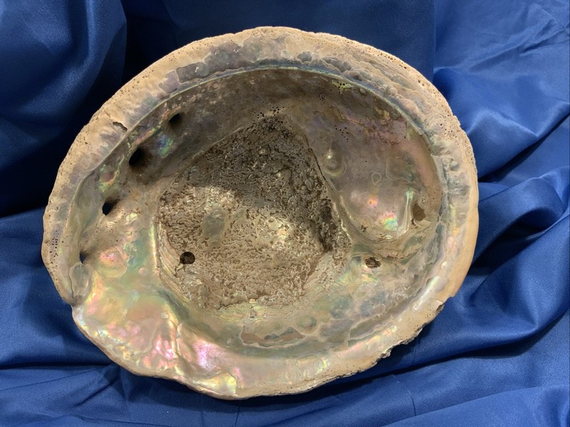 GIANT trophy Red Abalone Shell Over 7.25"x 6" Vintage Natural No Reserve