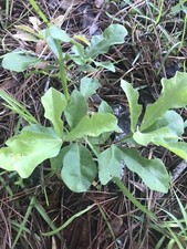 5  Oak Trees Live Plants  Seedlings Sapling 