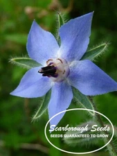      SCARBOROUGH SEEDS BORAGE 75 SEEDS COMPANION HEIRLOOM HERB DEER RESISTANT 