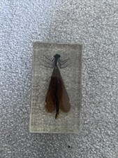 Real Rare Dragonfly Specimen Taxidermy Insect Bug Display Specimen In Clear Glas