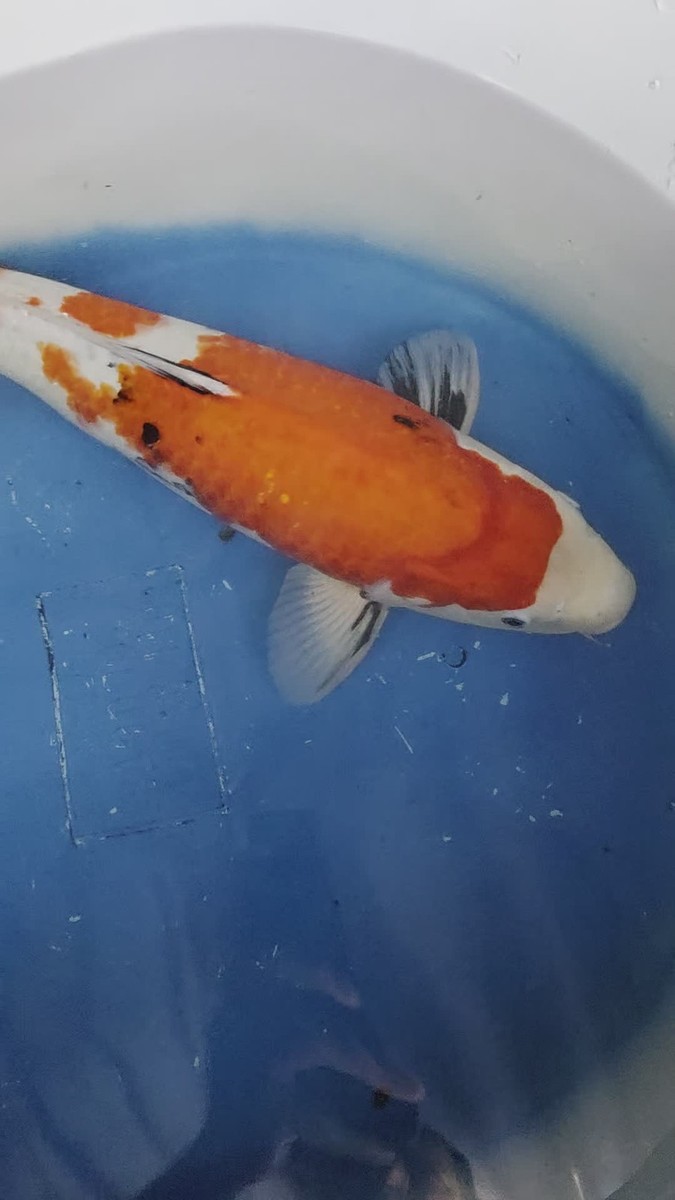21in Showa l3 Huge Koi Japanese Imported Live Koi Fish @ Huge Koi