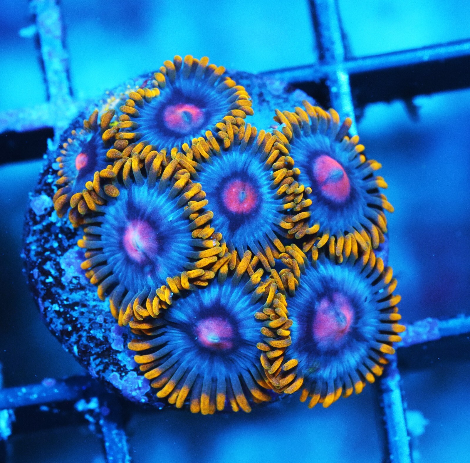 GWC Blue Magic Zoa Zoanthids Paly Zoa SPS LPS Corals, WYSIWYG eBay
