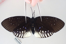 Butterflies for collectors | Butterfly taxidermy