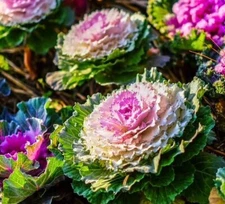 25+ Kale Seeds, Ornamental Kale (Brassica Oleracea) seeds NON-GMO ,USA FREE SHIP