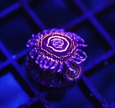 DIYreefer Live Coral WYSIWYG Aquacultured Stratosphere Zoa 1 Polyp +Babies Frag