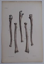 Anatomy Osteology Forearm Color Engraving 1844