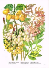 Malus Sorbus Cottoneaster 1979 Garden Flower Print TOBOGF#185