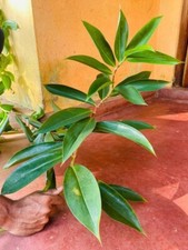 Organic Insulin Plant Leaf Powder Costus Igneus For Diabetic Patients Thebu 