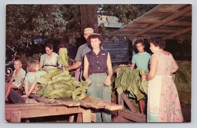 tobacco stripper Workers Stripping Tobacco Postcard
