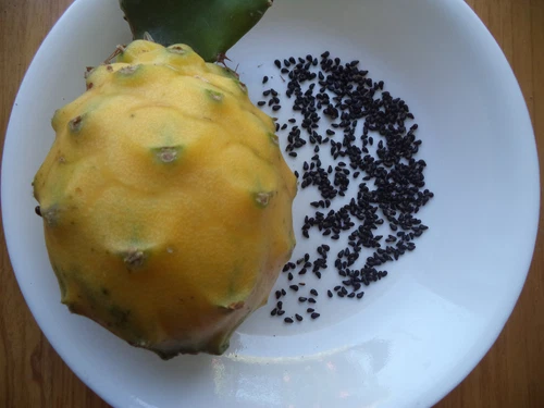Yellow Dragon Fruit Pitaya Palora Variety 2025 Fresh Seeds 120 Pcs USA Seller